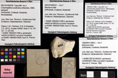 Foto (Objket + Etiketten) von Goniodromites polyodon (Reuss, 1858) 